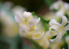 「控えめな愛らしさ」　IMGP3192zz