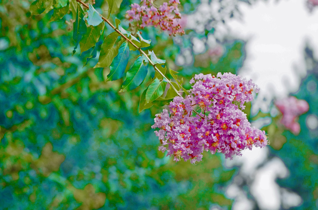 ピンクのサルスベリ　_IGP6958zz