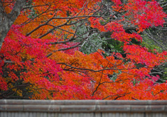 塀の中は紅の海　P1059537zz