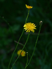 野辺に咲く花　P1310734zz