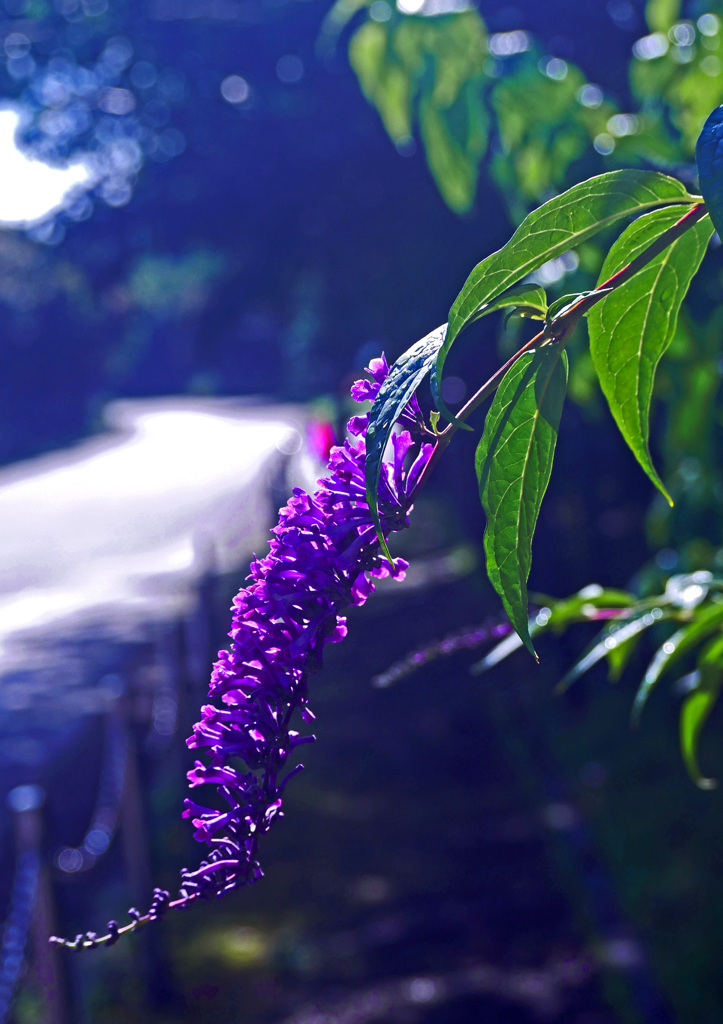 梅雨晴れ 光る道　P1280280zz