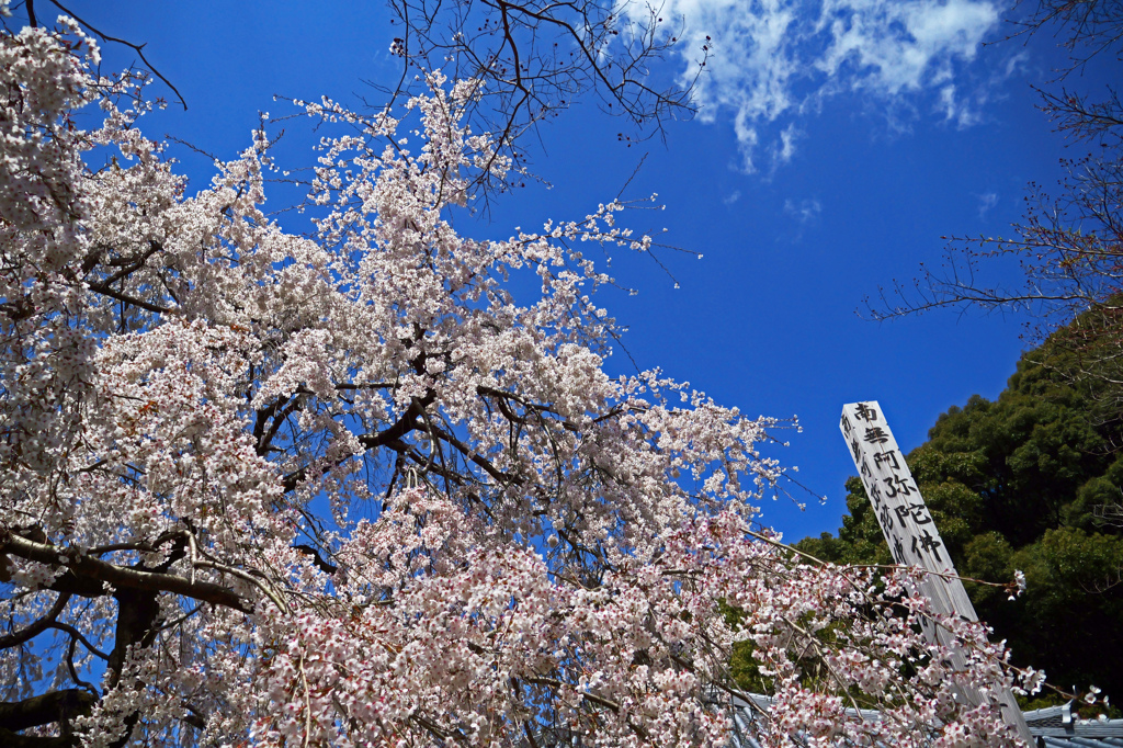 春空高く　P1062189zz