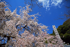 春空高く　P1062189zz