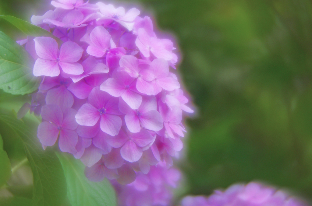 梅雨に輝く　IMG8770zz