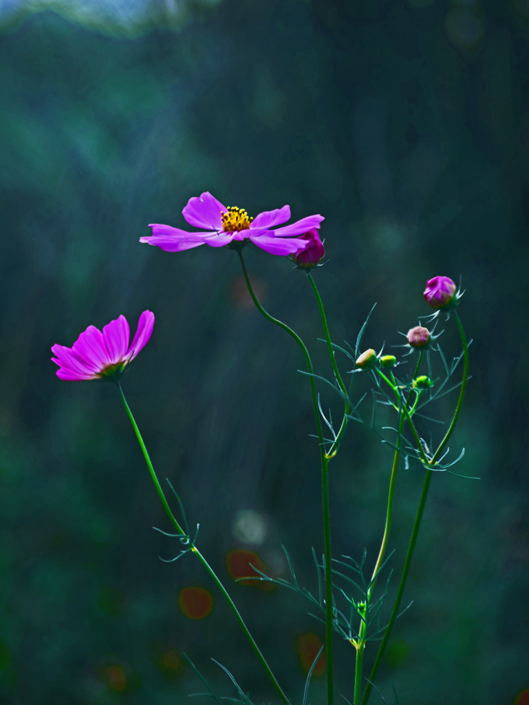 二輪のコスモス　P1390780zz