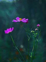 二輪のコスモス　P1390780zz