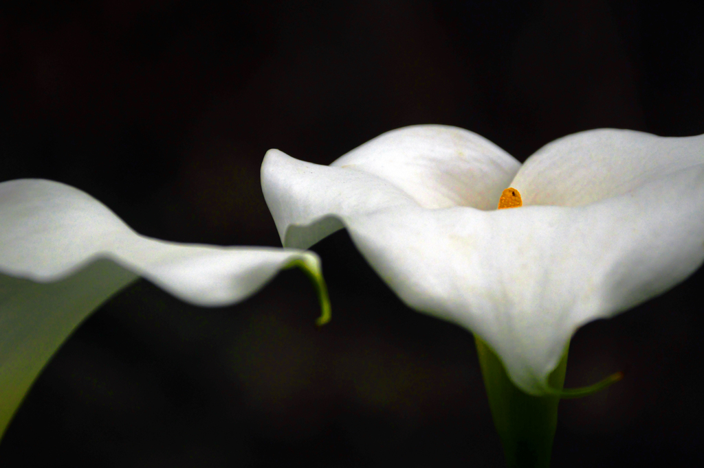 波打つ花　P1086373zz