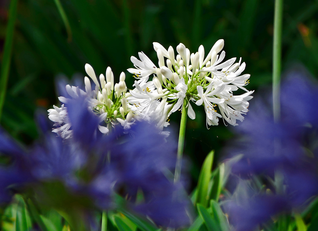 白い花青い花　P1580264zz