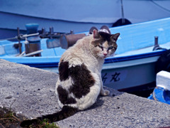 漁港のやさぐれ猫　P1300099zz