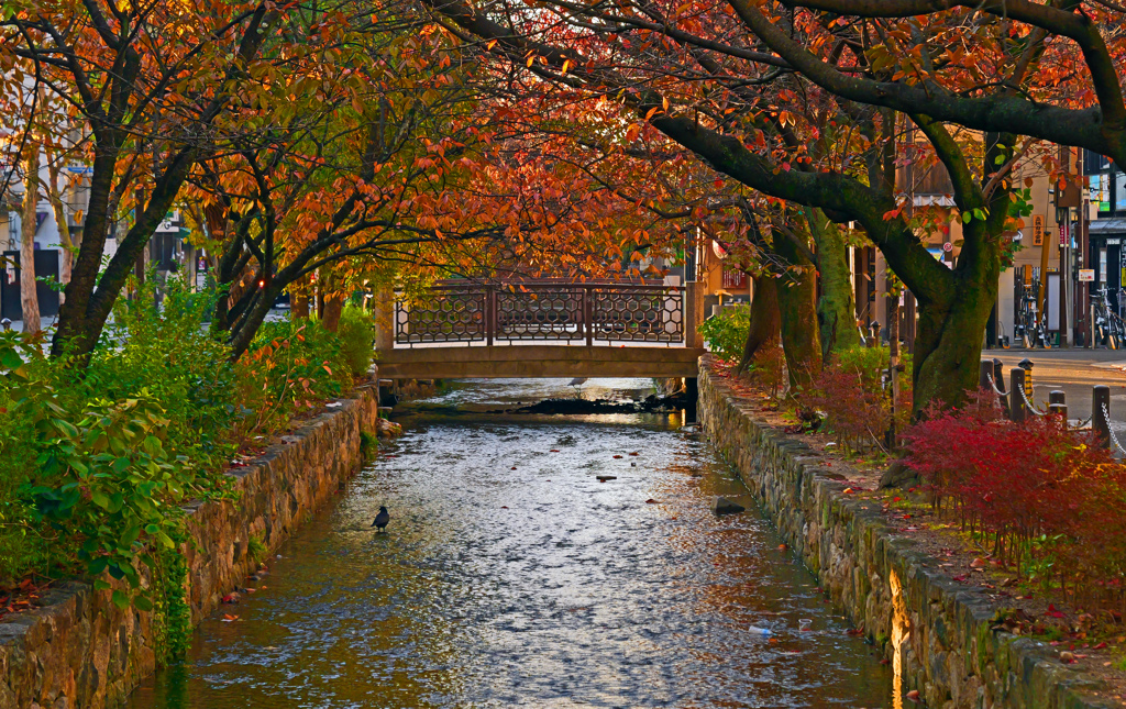 高瀬川 朝の陽　P1058705zz