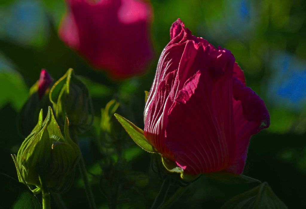 もう少しお待ちください　P1380471zz