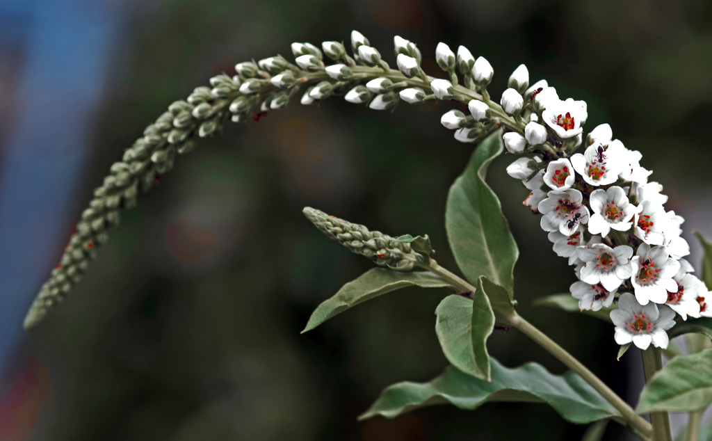 蟻さんのお仕事　IMGP8424zz