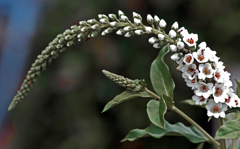 蟻さんのお仕事　IMGP8424zz