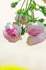 枝垂れる花　IGP7349zz