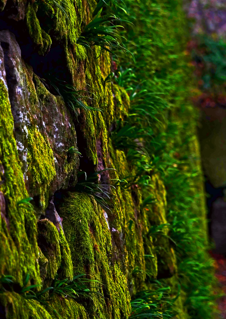 苔むす石垣　P1820177zz