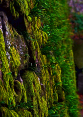 苔むす石垣　P1820177zz