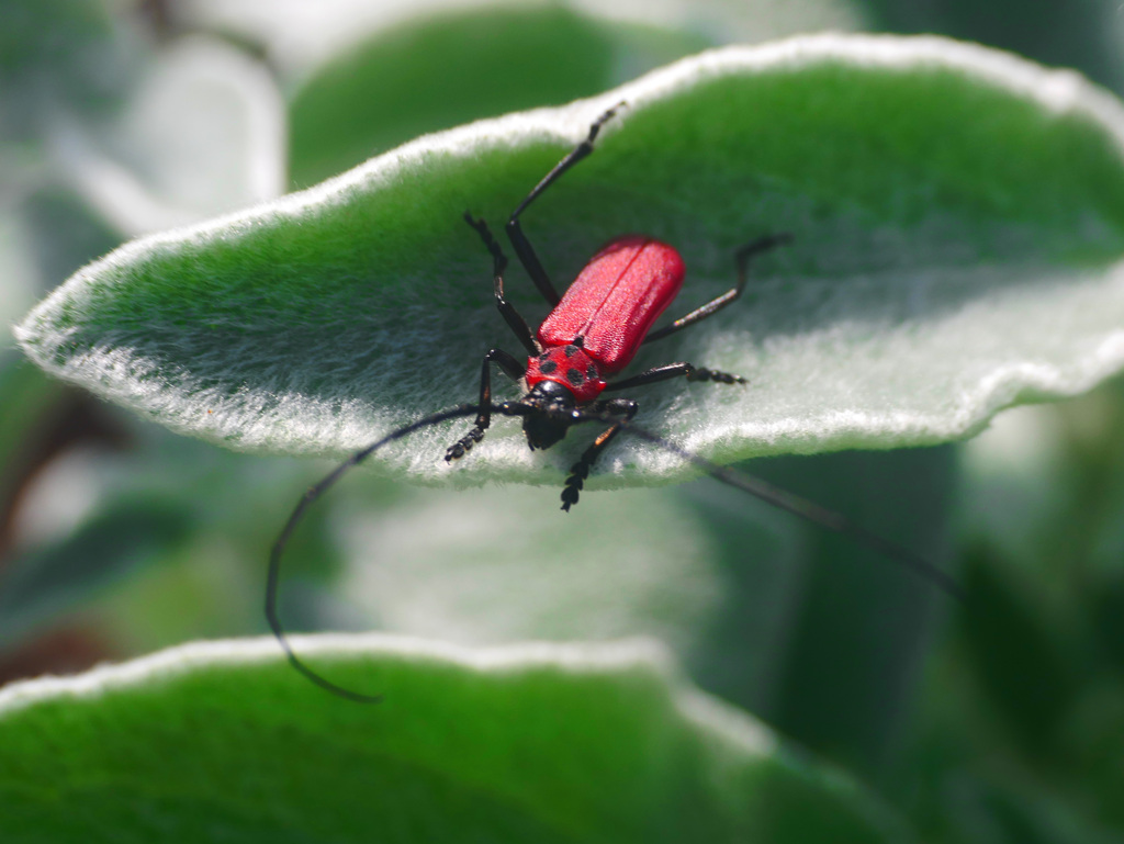 ラムズイヤーとベニカミキリ　P1230203zz