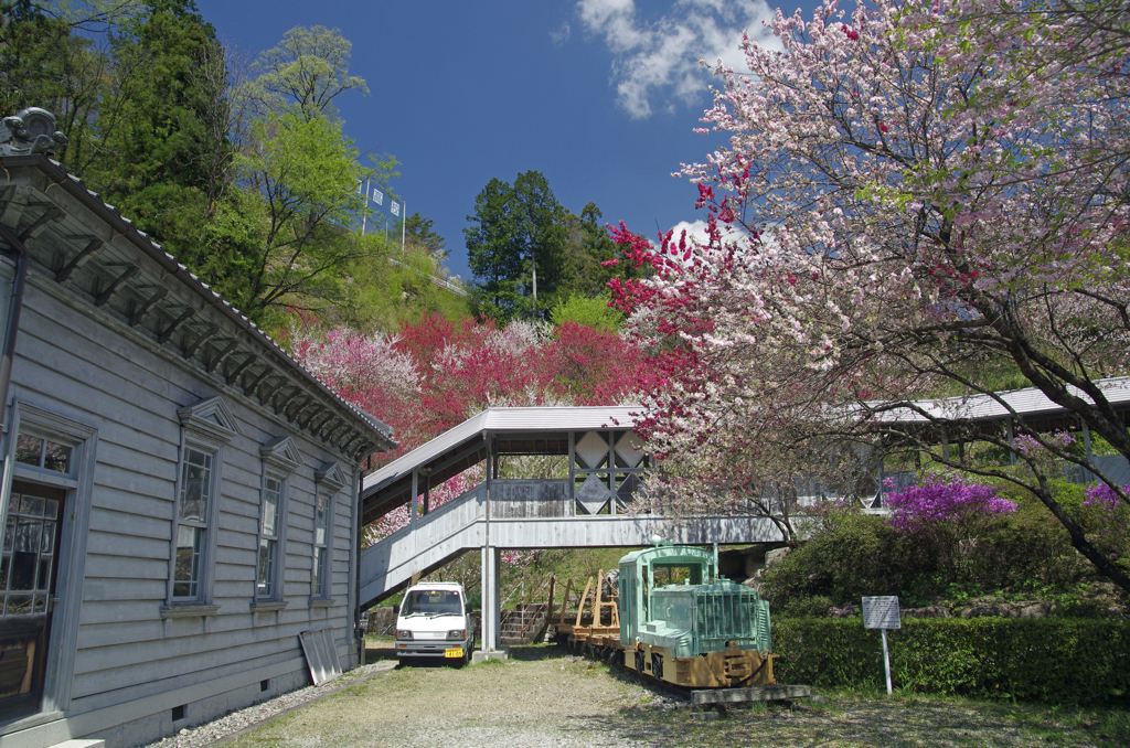 桜 花桃 躑躅が満開　_IGP5379zz