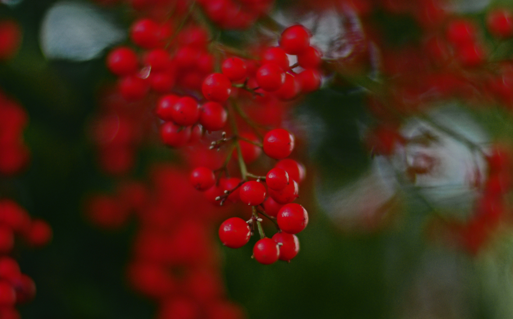 ナンテン SMC50ｍｍF1.2　IMGP8583zz