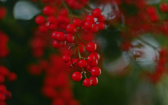 ナンテン SMC50ｍｍF1.2　IMGP8583zz