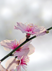 はんなりアーモンド　IMGP5870zz