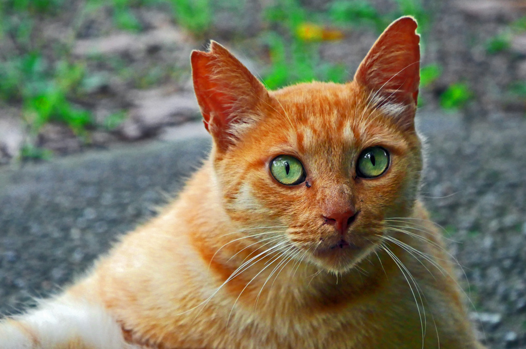 欠けた耳-歴戦の勇士　P1580035zz