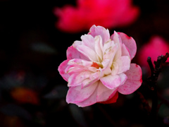 サザンカの花　P1210098zz