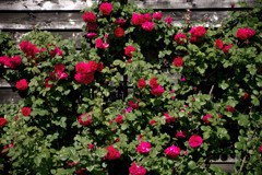 Rose wall　IMGP5260zz