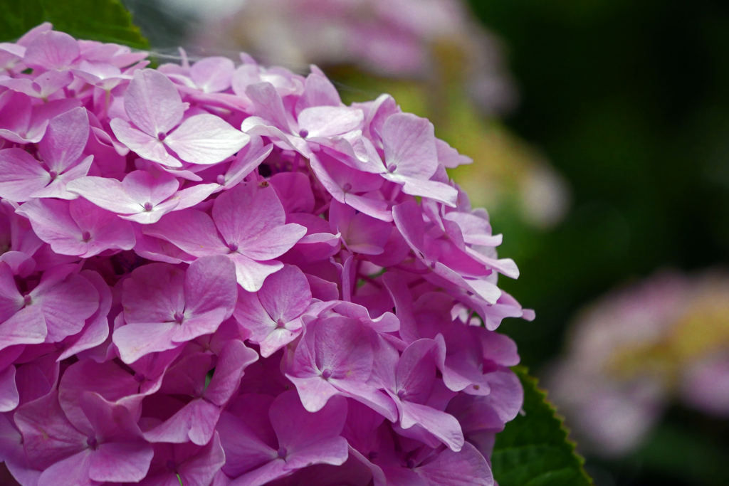 手鞠のように‥　P1180551zz