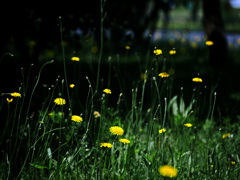 野生の花園　P1270217zz