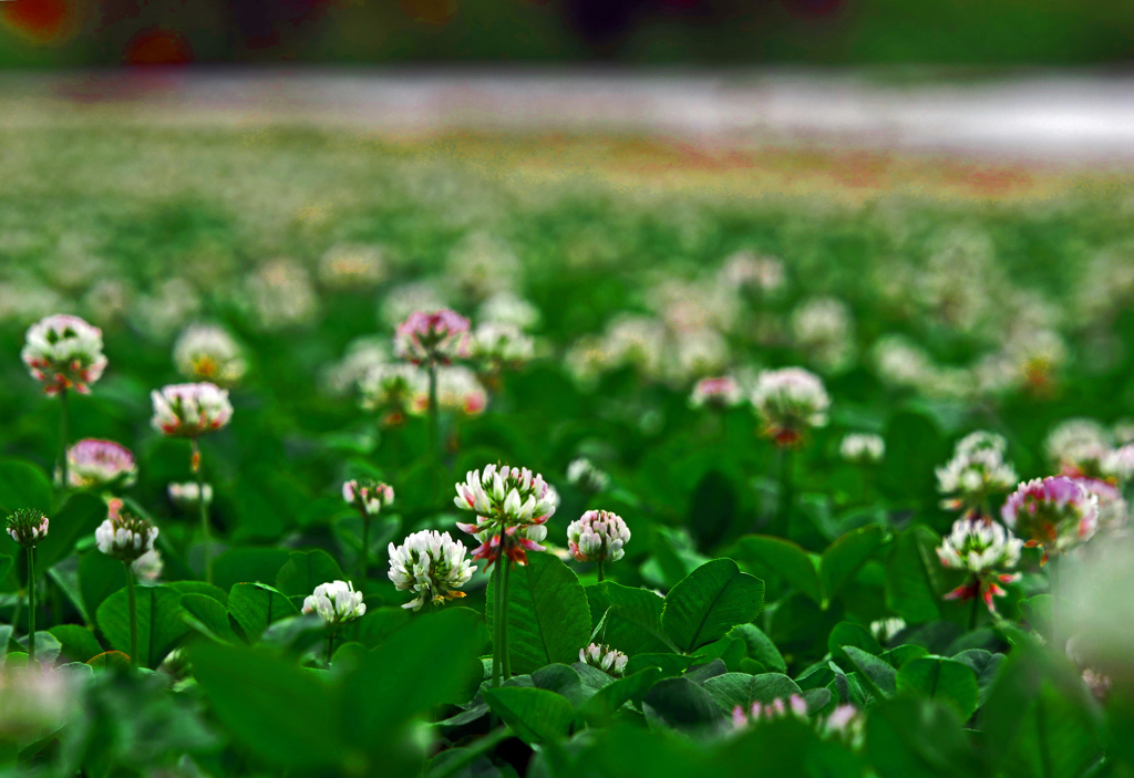 四葉のクローバーを探そう　P1580528zz