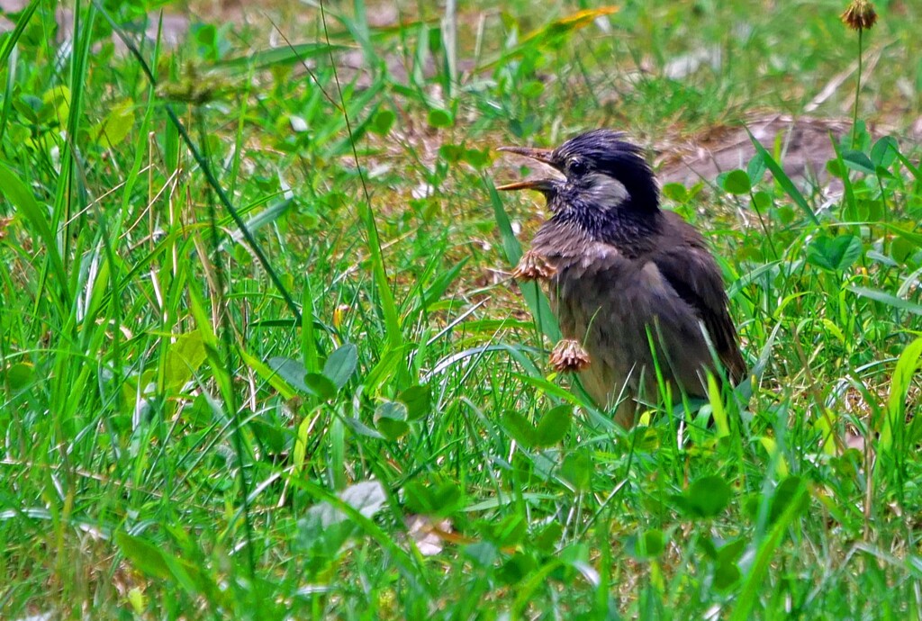 威嚇かな？　P1200392zz