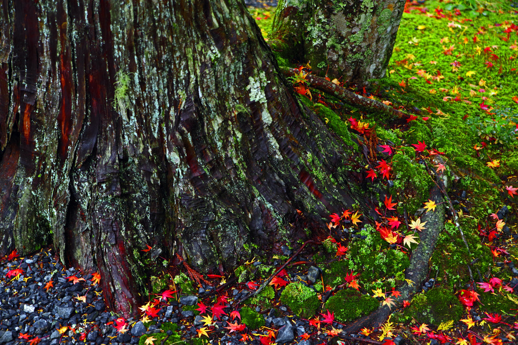 落ちてもなお輝く　IMGP9148zz