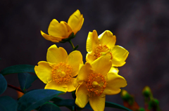 カルテット　P1180532zz