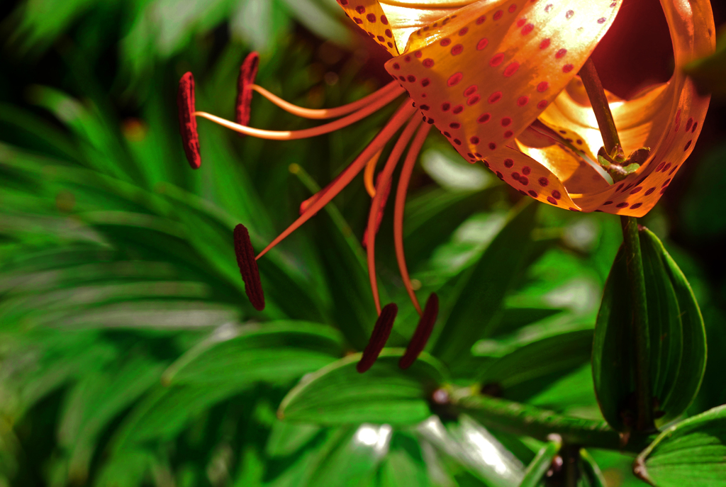 紅い蕊　P1200628zz