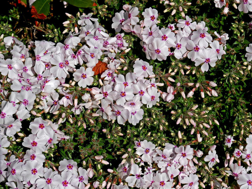 花の絨毯　P1140184zz