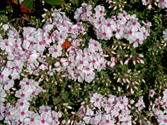 花の絨毯　P1140184zz