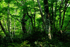 初夏の森 伯耆大山    IMGP4362zz