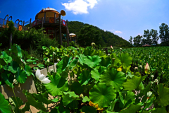 花が終わった蓮池　P1470006zz