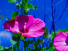 青空に向かって笑顔　P1350430zz