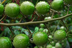 連なる緑珠　P1010636zz