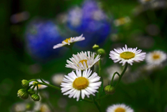 可憐に咲くヒメジョオン　P1190578zz