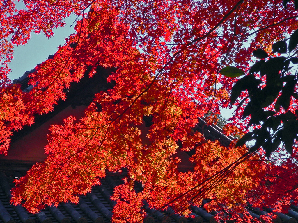 見上げてごらん満天の椛を　DSC00017zz