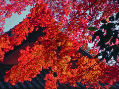 見上げてごらん満天の椛を　DSC00017zz