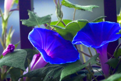 Twin flowers　P1670563zz