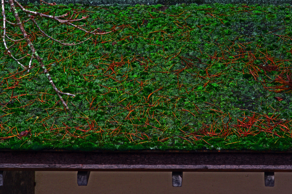 苔むす屋根 　IMGP0244zz
