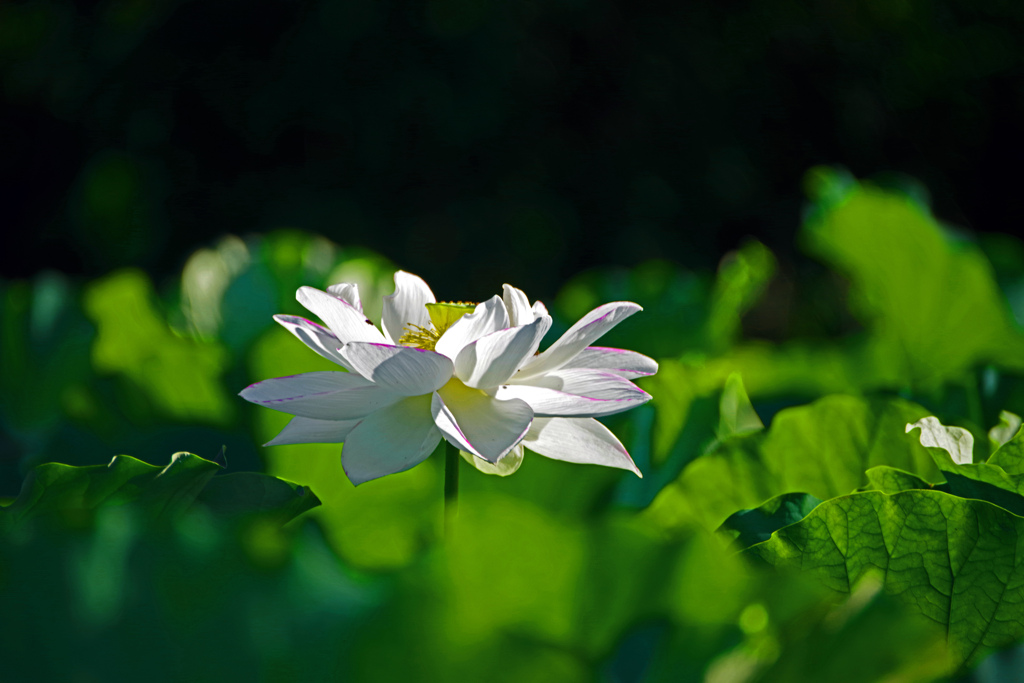深緑の海　IMGP4073zz