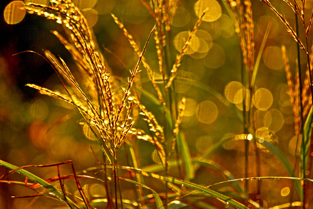 朝の光Ⅱ　IMGP8556zz