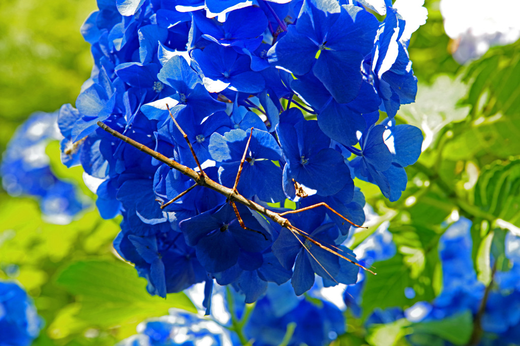 ナナフシがいるよ！　IMGP7652zz