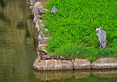 ひなたぼっこ　P1440523zz